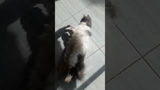 Kucing bulunya tebal banget