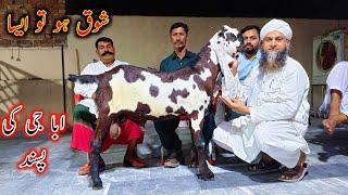 Amritsari Beetal Goats Of Kashif Bhai- Beetal Goats In Lahore