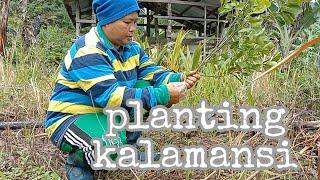 Planting kalamansi with Neza | Sayang may namatay | DML VLOGGS