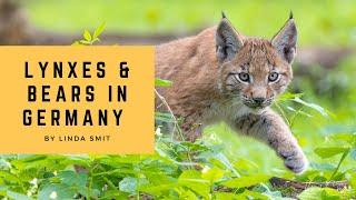 Lynx kittens & bears photography in a nature park Germany