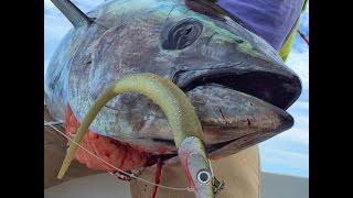 How To: Vertical Jig For Bluefin Tuna with Softbaits