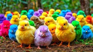 World Cute Chickens, Colorful Chickens, Rainbows Chickens, Cute Ducks, Cat, Rabbit, Cute Animals