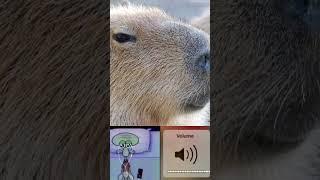 Capybara