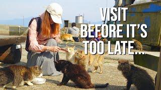 The Sad Reality of Japan's Famous Cat Island | Aoshima