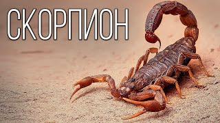 Скорпионы: Древние хищники из мира животных | Интересные факты про скорпионов