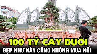 Cây Duối này bây giờ kể cả 100 tỷ cũng không mua nổi