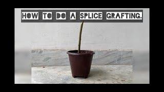 How to do a Splice grafting?