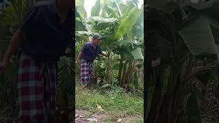 Video lucu bikin ketawa sebatas hiburan belaka #funny #shortvideo #comedy #ngakak