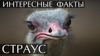 Интересные факты о Страусах