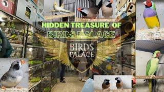 Discover the Hidden Treasures of Birds Palace Official | Birds Palace Official