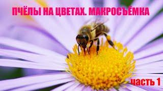 ПЧЁЛЫ НА ЦВЕТАХ. МАКРОСЪЁМКА. Часть 1. | BEES ON THE FLOWERS. MACRO VIDEO. Part 1.