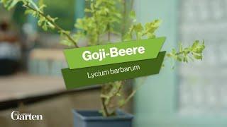 Goji-Beere: Tipps zur Pflanzung und Pflege