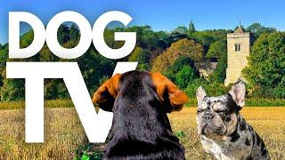 GoPro DogTV | 10hrs of Calming Virtual Dog Walks in Serene Nature ️ Dog POV