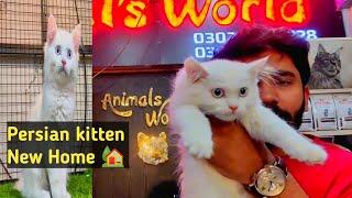 Persian kitten New Home | Persian kitten Vlog | Hamza Aslam Animal's World