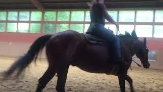 CrossfitHorses nach 4 Wochen