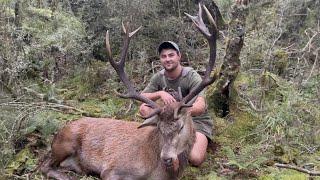 Two Giant Wilderness Red Stags - Part 2 - New Zealand Hunting