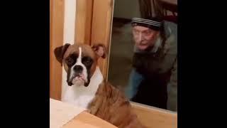 Old Man Scares Dog