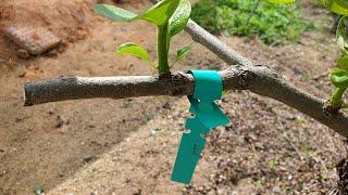 감나무 접목 (삭아접, 눈접) | Chip Bud Grafting Persimmon Trees