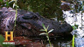 Swamp People: Massive Gator Nets Frenchy a Big Payout (Season 8) | History