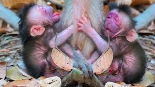 Congratulations on the newborn baby 25.12.2024 (Real Monkey World )