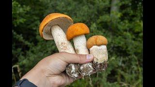 Mushroom Hunting #shorts - Leccinum albostipitatum | Orange cap | Aspen bolete | Funghi | Foraging