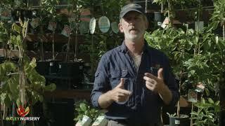 How to Control Pests & Diseases on Citrus Trees