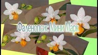 Фаленопсис Мини Марк Особенности ухода