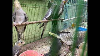 Update Stock Toko Burung Mbak Dwi Sidoarjo Selasa 8 Oktober Juga Trima Setor Burung 089628101130