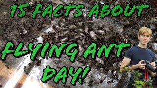 15 Facts about Flying Ant Day | MyLivingWorlds Ants