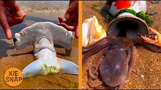 Catching Seafood  Relaxing Video | Fresh Water and Sea Creatures | Oddly Satisfying