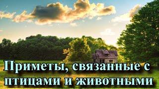 Приметы, связанные с птицами и животными.