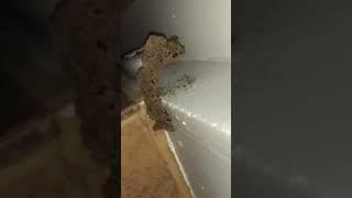 Signs of Termite Infestation: Understanding Termite Tubes | Houston Pest Control Tips