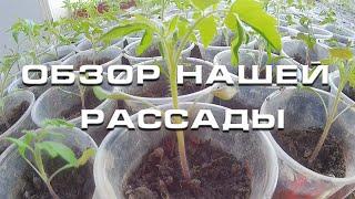 Обзор нашей рассады