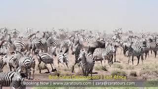 Serengeti wildebeest migration (Zebra Herd)