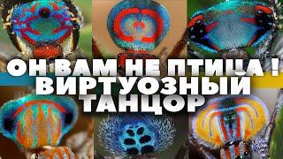 Самый виртуозный танцор среди букашек. Гарантия улыбки и удивления. "Очевидное - Невероятное".