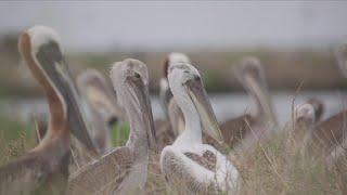 A state bird returns: Queen Bess Island invites brown pelicans back