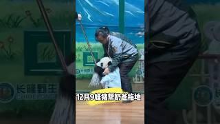 妹猪真是一刻停不下来，太可爱了 #cute #panda #cutepanda #shorts #adorable