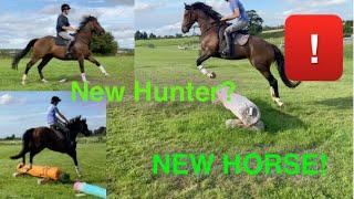 New Horse - I bought an Irish Ex-Racehorse Irish Thoroughbred! XC, Grid Work, Hunting | Equestrian