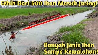 SAMPE NYEBUR! PASANG JARING IKAN 25 METER DI ALIRAN SAWAH