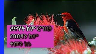 የዋሃት ከም ርግቢት ጠቢባን ከም ተመን ኩኑ  እንታይ ማለት እዩ