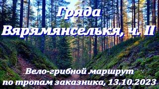 Заказник "Гряда Вярямянселькя": Вело-пеше-грибной маршрут по тропам среди озер. 13.10.2023. Часть 2.