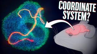 Your brain is moving along the surface of the torus 