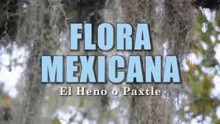 El Heno o Paxtle (Tillandsia usneoides) | La Flora de México