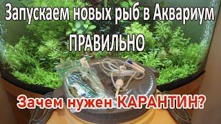 Запускаем купленную рыбу в свой аквариум правильно.Карантин