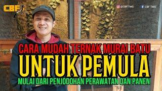 CARA MUDAH TERNAK MURAI BATU UNTUK PEMULA, MULAI DARI PENJODOHAN, PERAWATAN DAN PANEN