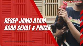 TIPS MEMBUAT JAMU AYAM AGAR AYAM SEHAT DI MUSIM HUJAN