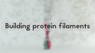 Building protein filaments