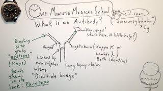 Antibody Structure and Basic Function - One Minute Medical School