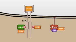 The PI3K/AKT signalling pathway