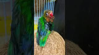 Beautiful lovebird ￼